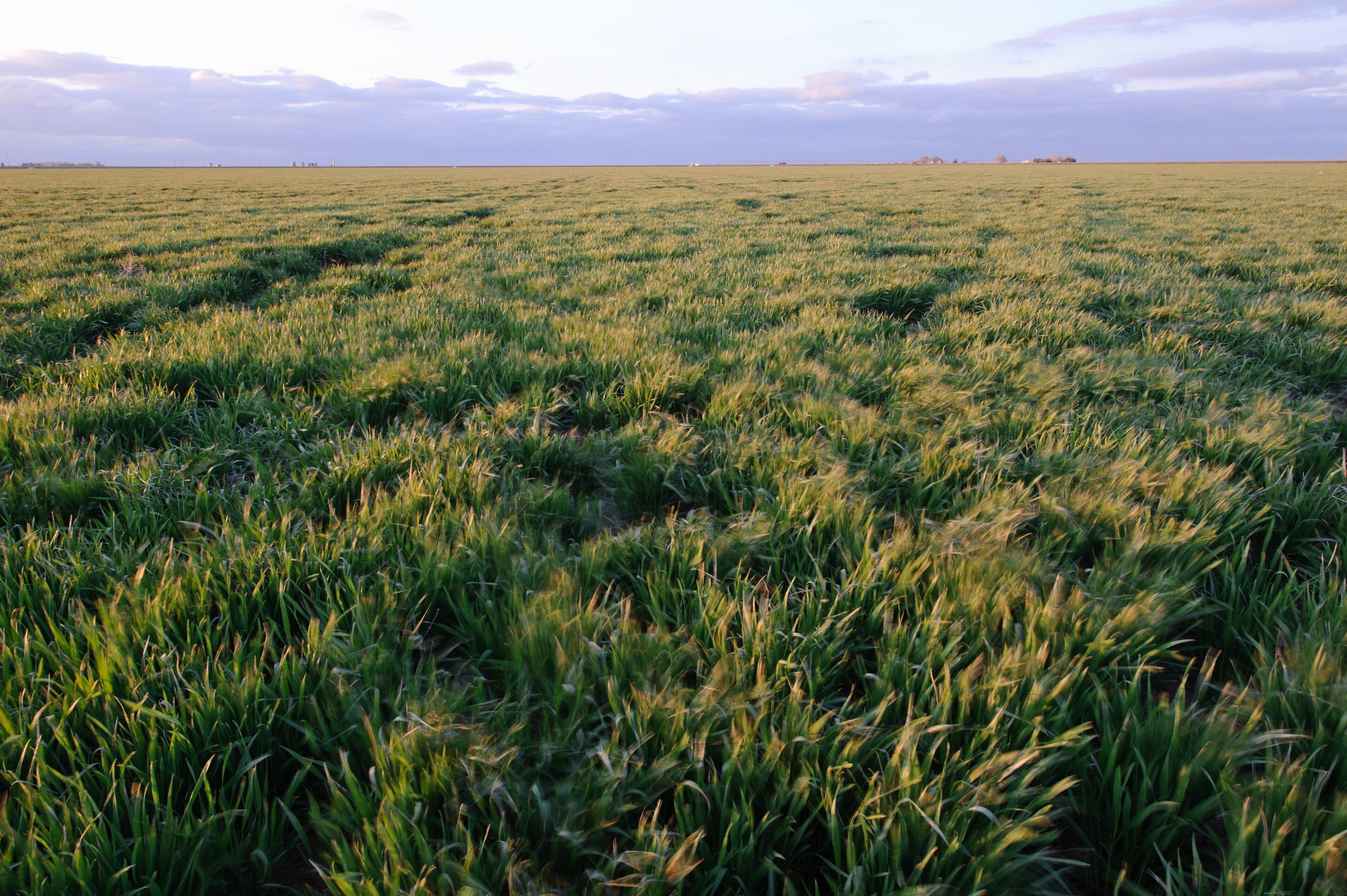 A wheat field near Wilson, Texas, photographed for the USDA Natural Resources Conservation Service.