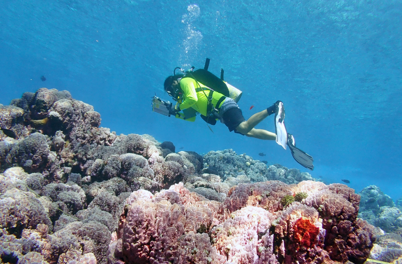 NOAA scientist Joao Garriques measures corals along a transect at Rose Atoll in 2023.